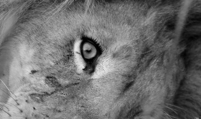 lion, eye, wi, wildlife, nature, africa, predator, safari