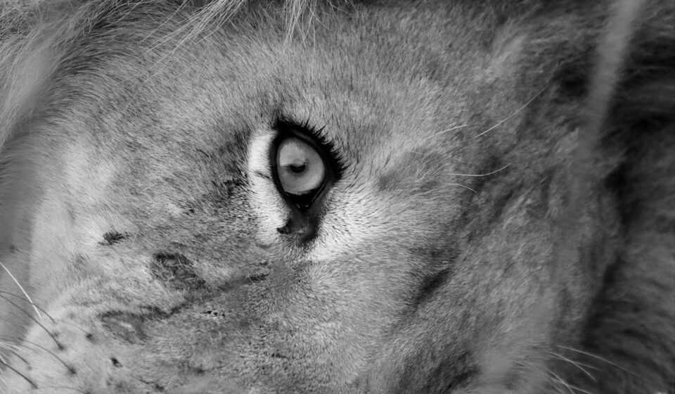 lion, eye, wi, wildlife, nature, africa, predator, safari