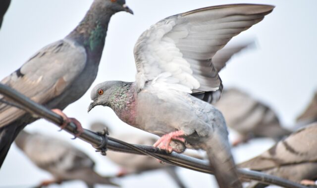 feathers, pigeon, nature, wi, wings, bird