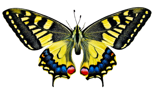 nature, animals, butterfly, insect, flying, wing, sensor, isolated, butterfly, butterfly, butterfly, butterfly, butterfly