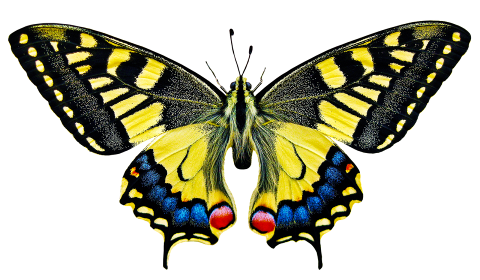 nature, animals, butterfly, insect, flying, wing, sensor, isolated, butterfly, butterfly, butterfly, butterfly, butterfly