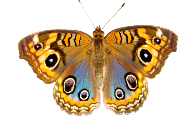 nature, animals, butterfly, insect, flying, wing, sensor, isolated