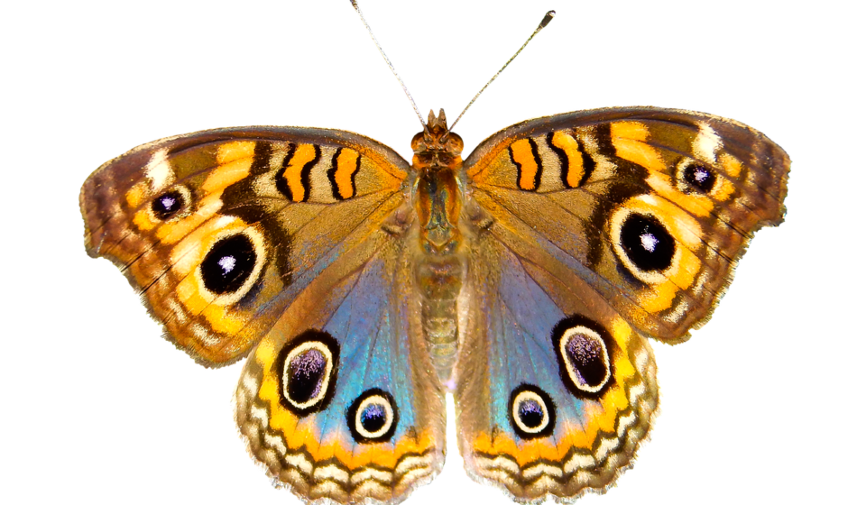 nature, animals, butterfly, insect, flying, wing, sensor, isolated