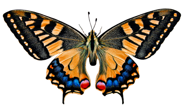 nature, animals, butterfly, insect, flying, wing, sensor, isolated, nature, nature, animals, animals, animals, animals, animals, insect, insect, isolated, isolated, isolated, isolated, isolated
