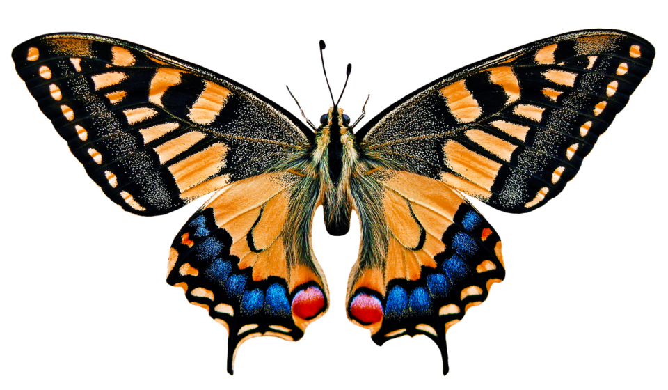 nature, animals, butterfly, insect, flying, wing, sensor, isolated, nature, nature, animals, animals, animals, animals, animals, insect, insect, isolated, isolated, isolated, isolated, isolated