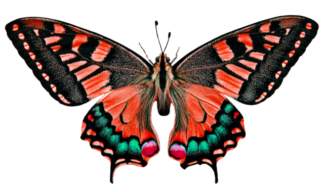 nature, animals, butterfly, insect, flying, wing, sensor, isolated, nature, animals, animals, isolated, isolated, isolated, isolated, isolated