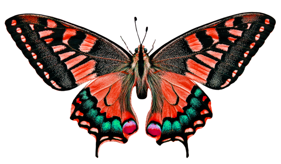 nature, animals, butterfly, insect, flying, wing, sensor, isolated, nature, animals, animals, isolated, isolated, isolated, isolated, isolated