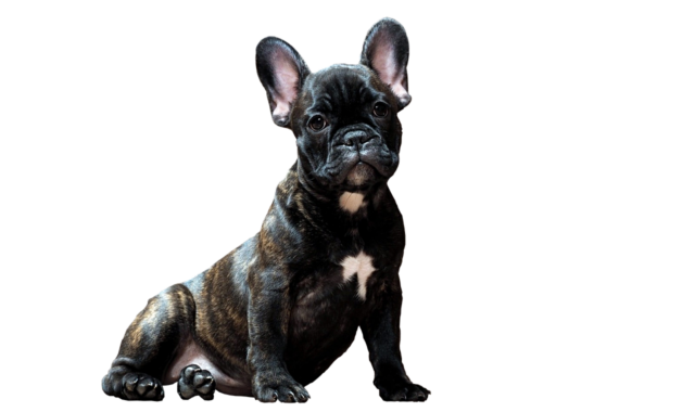 dog, pet, bulldog, animal, smart look, pets, friend of human