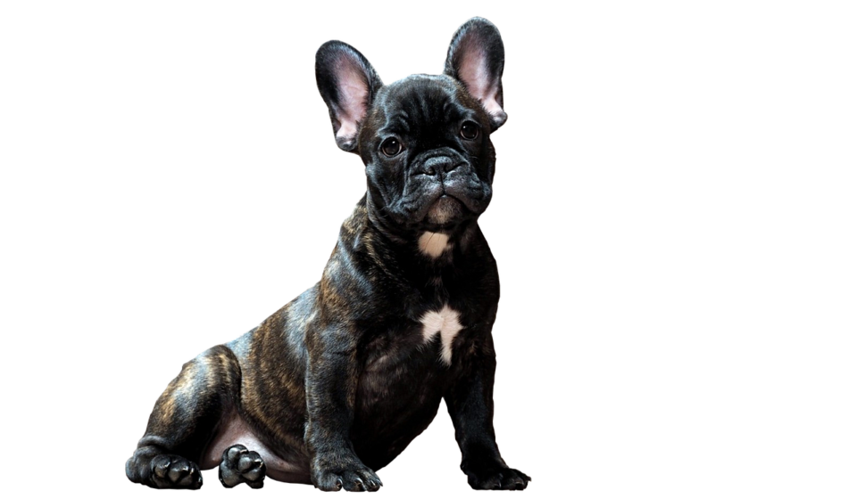 dog, pet, bulldog, animal, smart look, pets, friend of human