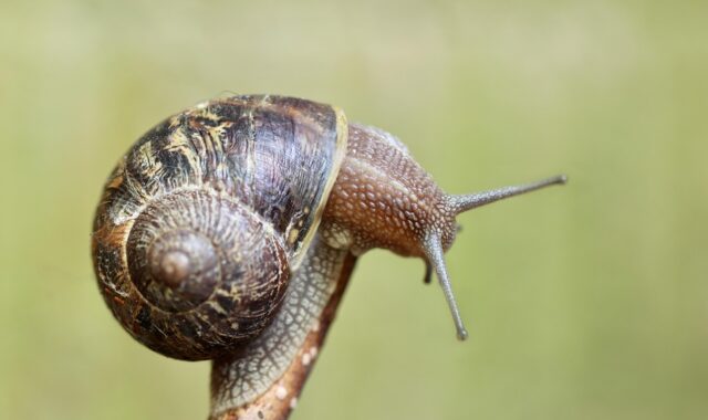 snail, shell, invertebrate, sensor, spiral, creeping animal, animal, nature, snail, snail, snail, snail, snail