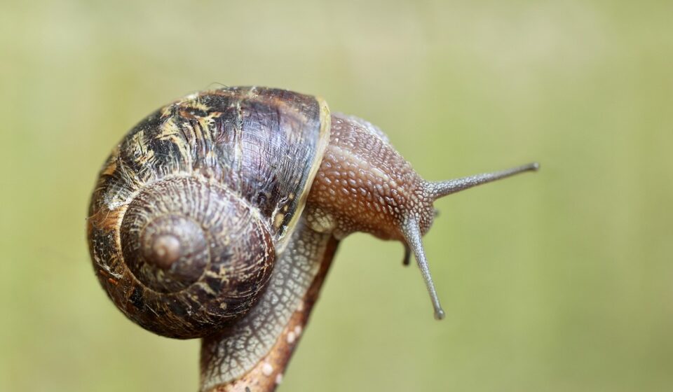 snail, shell, invertebrate, sensor, spiral, creeping animal, animal, nature, snail, snail, snail, snail, snail