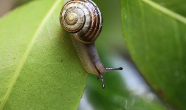 snail, banded snail, garden snail, shell, sensor, wildlife, nature, animal, green leaf, spiral, snail, snail, snail, snail, snail