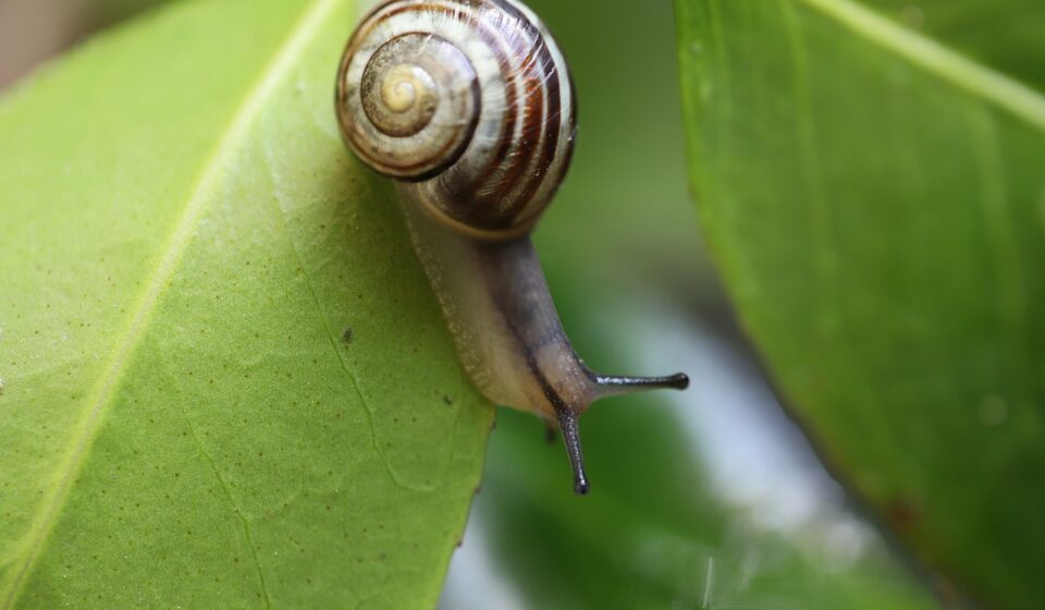 snail, banded snail, garden snail, shell, sensor, wildlife, nature, animal, green leaf, spiral, snail, snail, snail, snail, snail