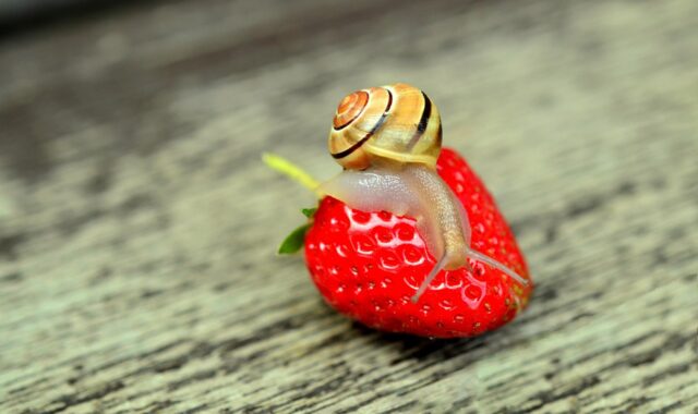 strawberry, snail, banded snail, animal, creeping animal, shell, sensor, nature, slow, mollusc, creature, wildlife, garden