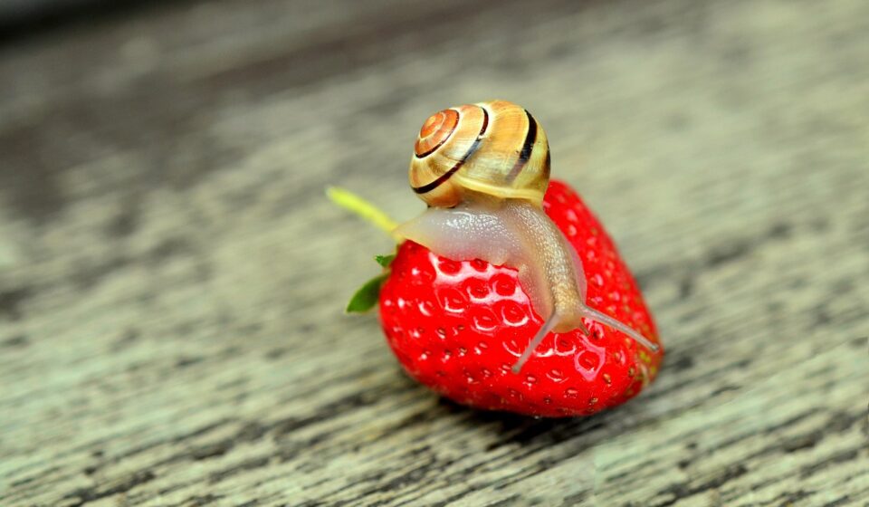 strawberry, snail, banded snail, animal, creeping animal, shell, sensor, nature, slow, mollusc, creature, wildlife, garden