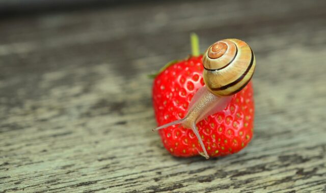 strawberry, snail, banded snail, garden, shell, snail shell, mollusc, animal, slow, close up, creeping animal, sensor, nature, macro