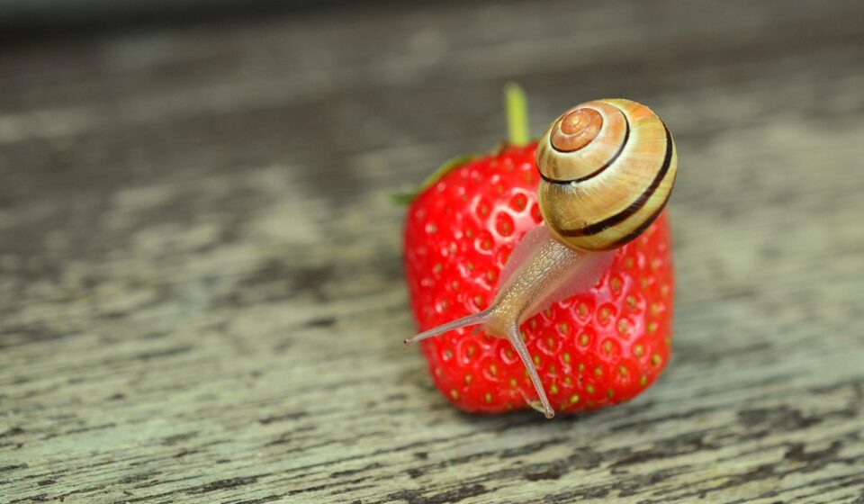 strawberry, snail, banded snail, garden, shell, snail shell, mollusc, animal, slow, close up, creeping animal, sensor, nature, macro