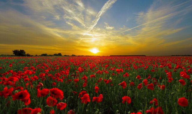 sunset, poppies, field, red poppies, poppy field, red flowers, meadow, flower meadow, flower field, dusk, twilight, horizon, sky, sun, nature, sunset, sunset, sunset, poppies, sky, sky, sky, sun, sun, nature, nature, nature, nature, nature