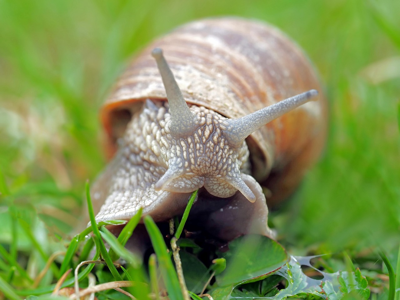 snail, mollusc, moluske, slow, animals, creeping animal, to crawl, shell, nature, grass, mucus, sensor