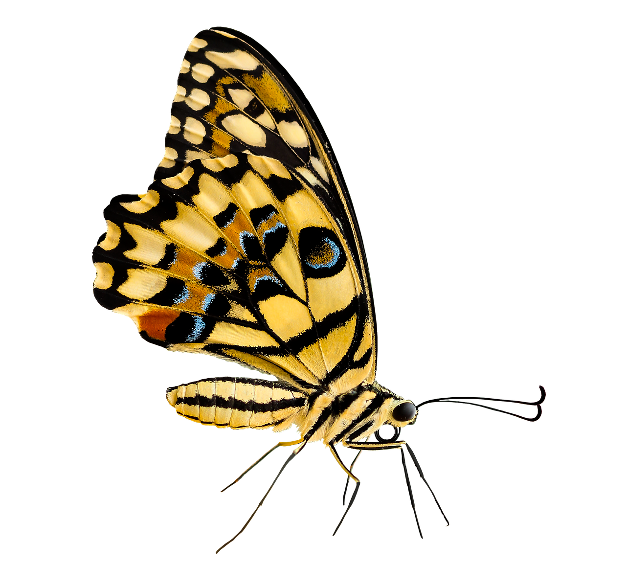 nature, animals, butterfly, insect, flying, wing, sensor, isolated, nature, butterfly, butterfly, butterfly, butterfly, butterfly, insect, sensor, isolated, isolated, isolated
