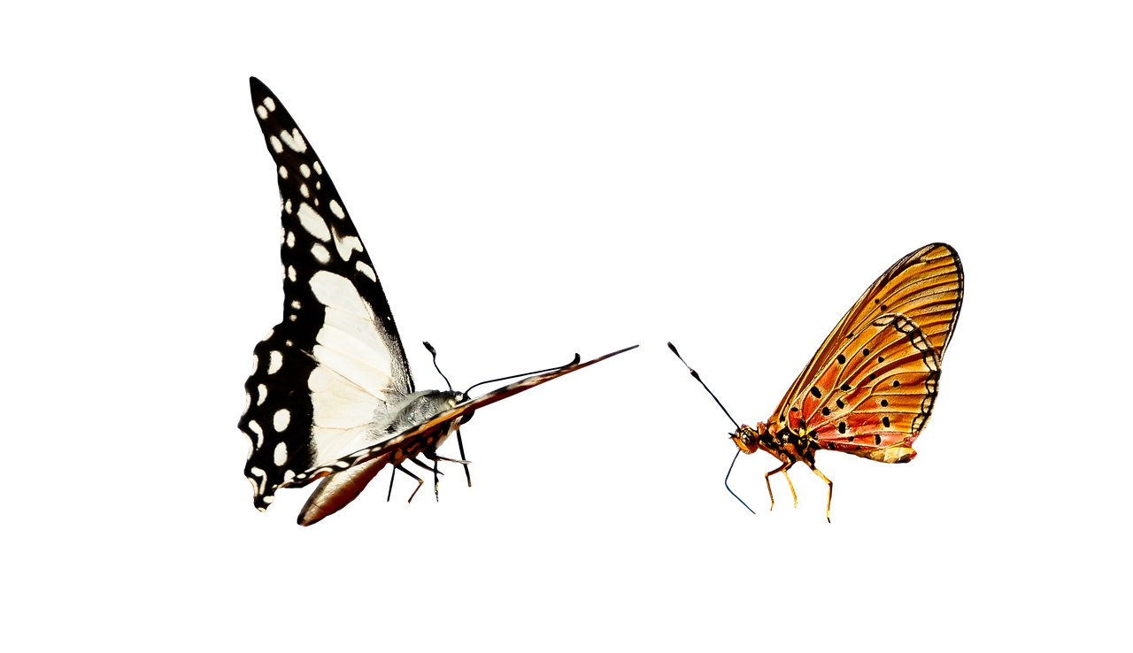 nature, animals, butterfly, insect, flying, wing, sensor, isolated, butterfly, butterfly, butterfly, butterfly, butterfly, isolated