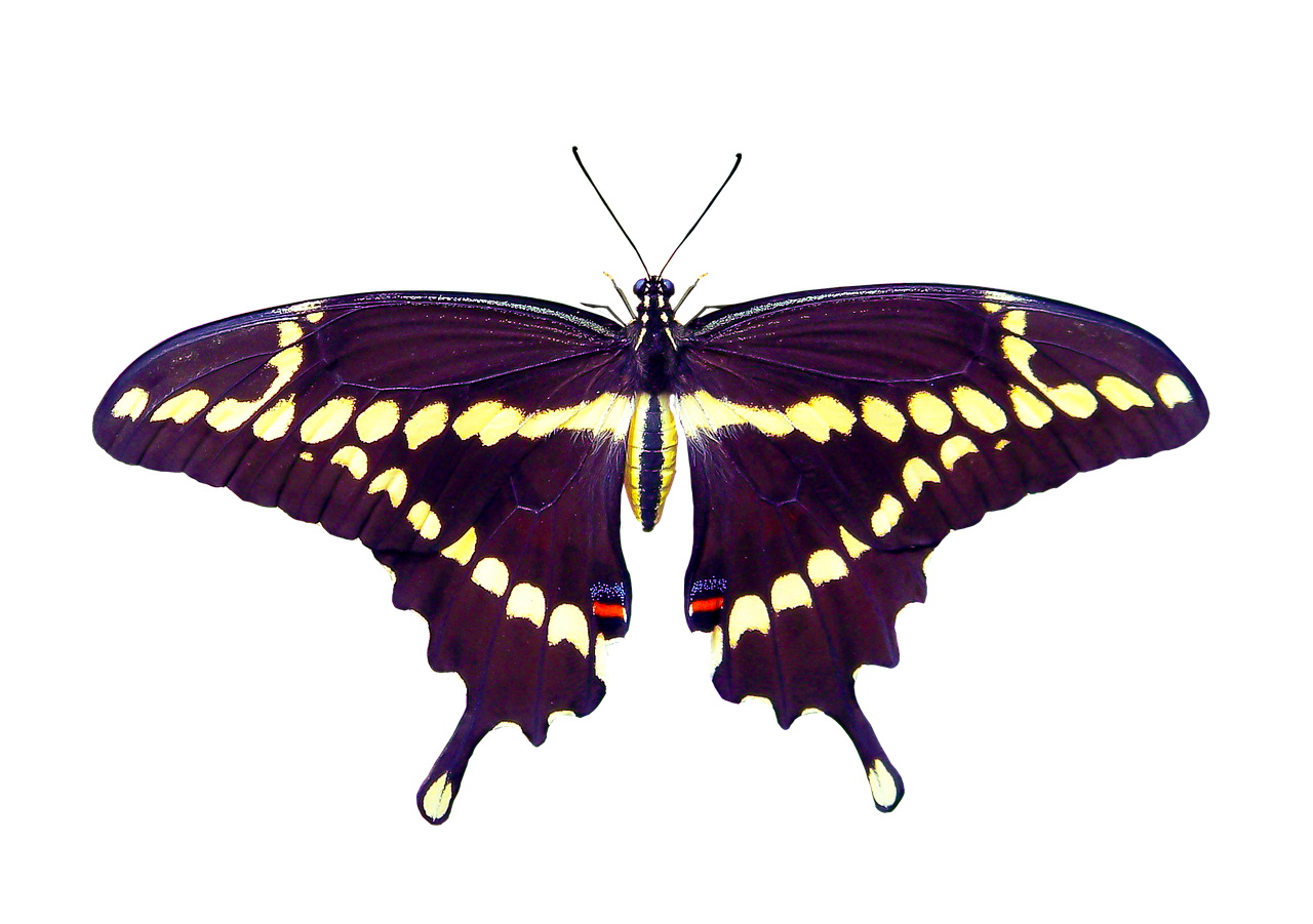 nature, animals, butterfly, insect, flying, wing, sensor, isolated, butterfly, butterfly, butterfly, butterfly, butterfly