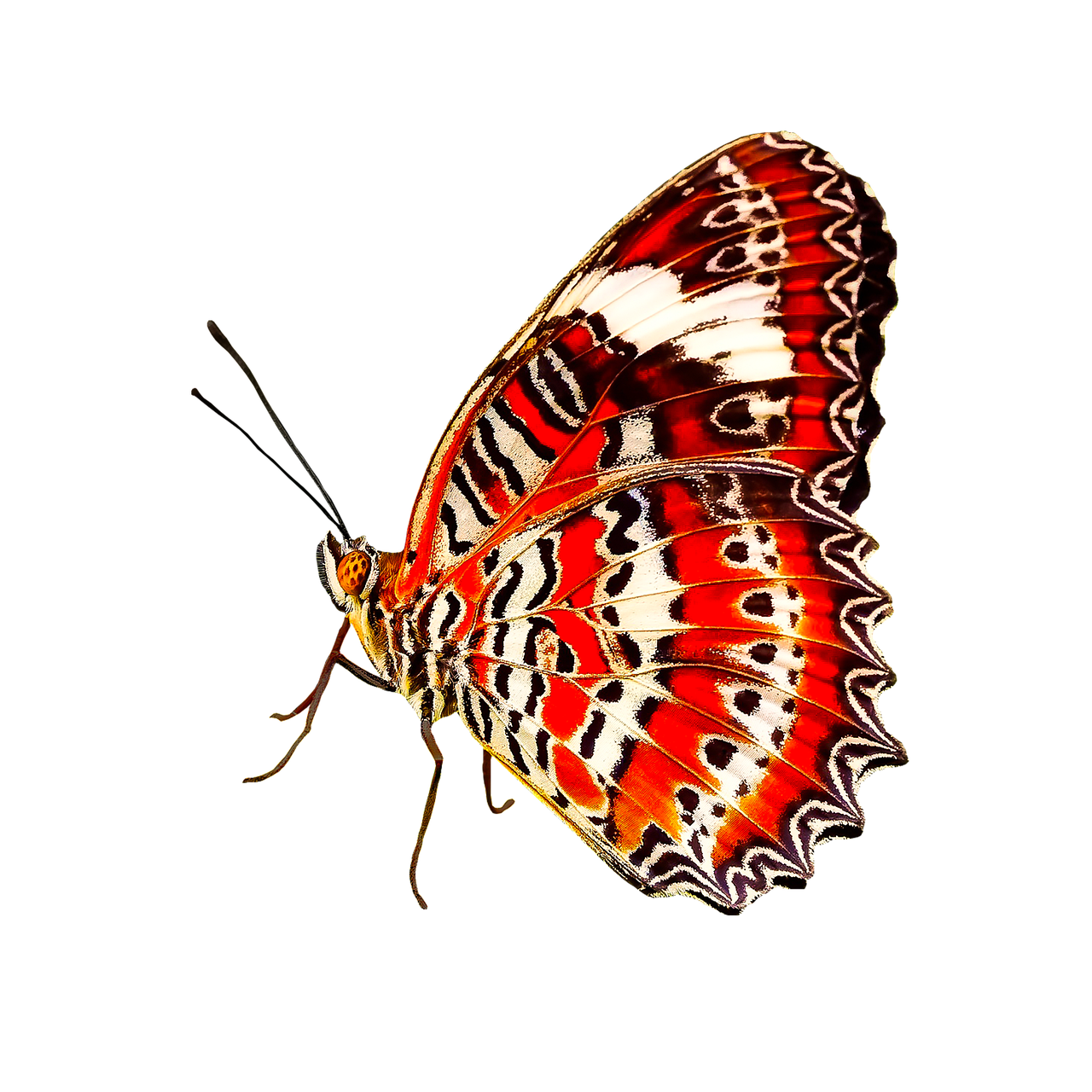 nature, animals, butterfly, insect, flying, wing, sensor, isolated