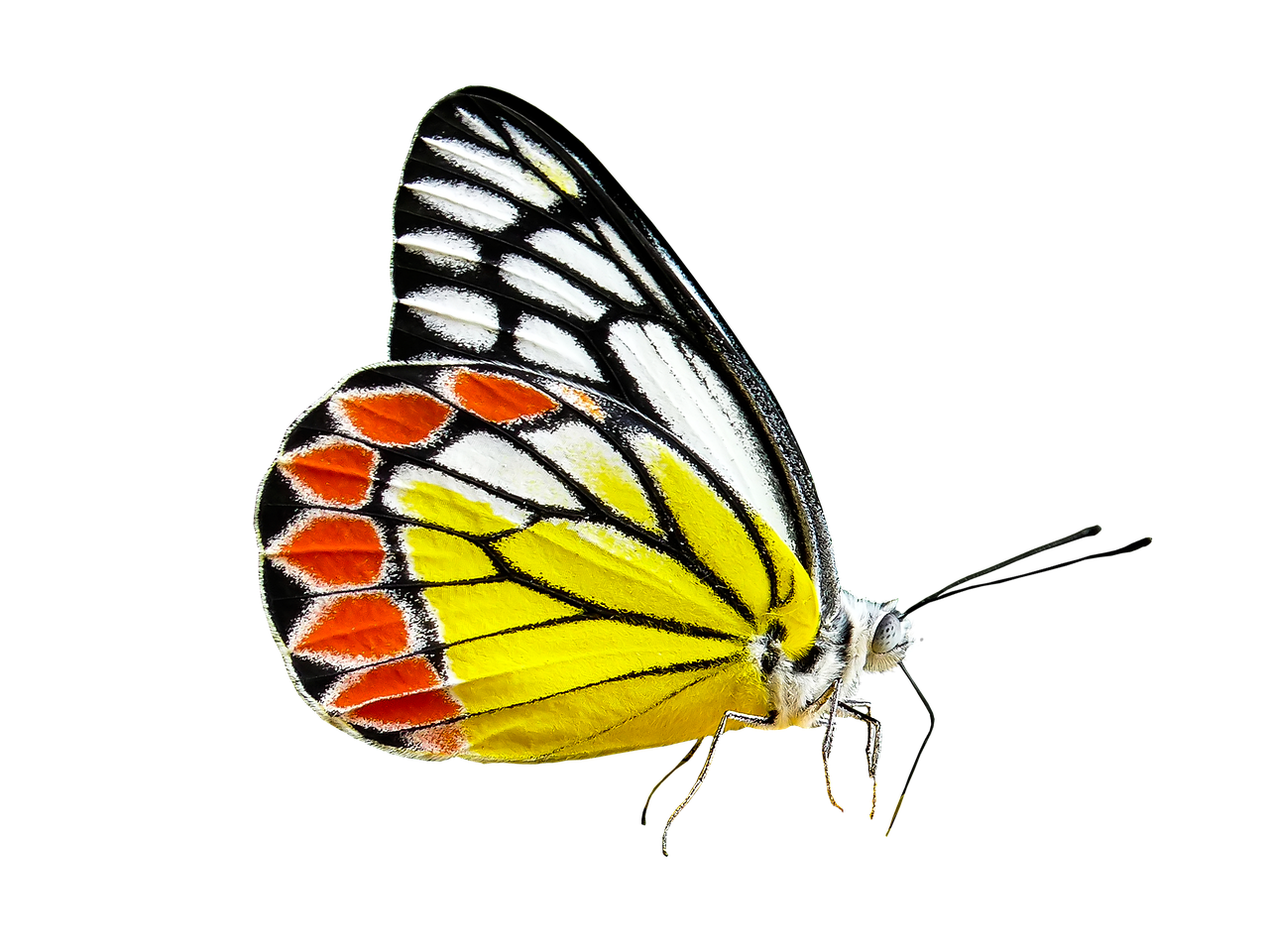 nature, animals, butterfly, insect, flying, wing, sensor, isolated