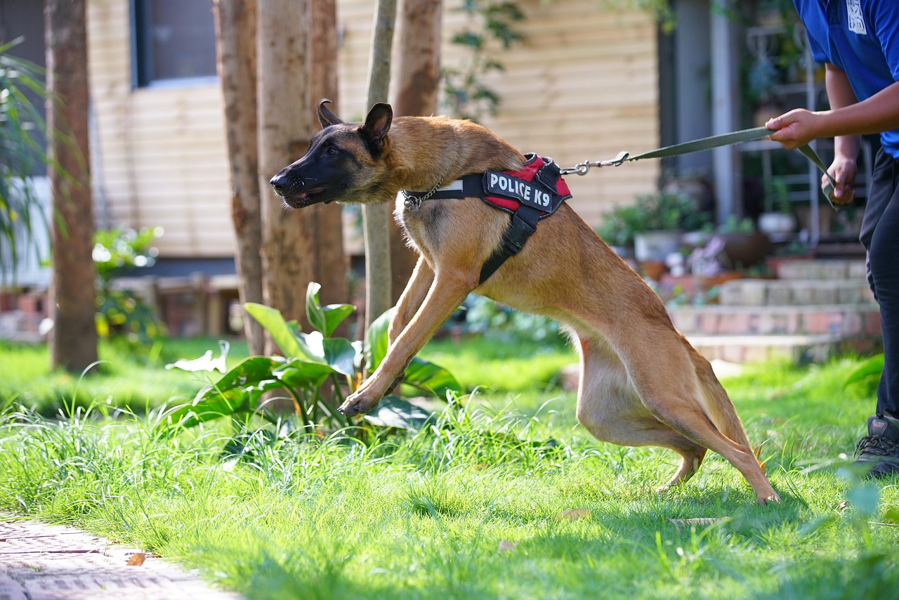 guard dog, flutter bite, ferocious, guard dog, guard dog, guard dog, guard dog, guard dog, ferocious