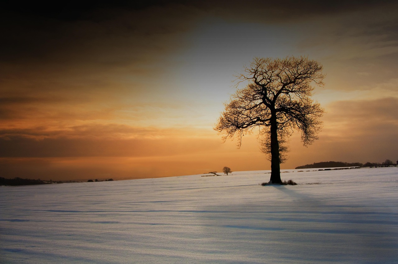 tree, nature, snow, outdoors, wi, winter, landscape, cold, brown snow