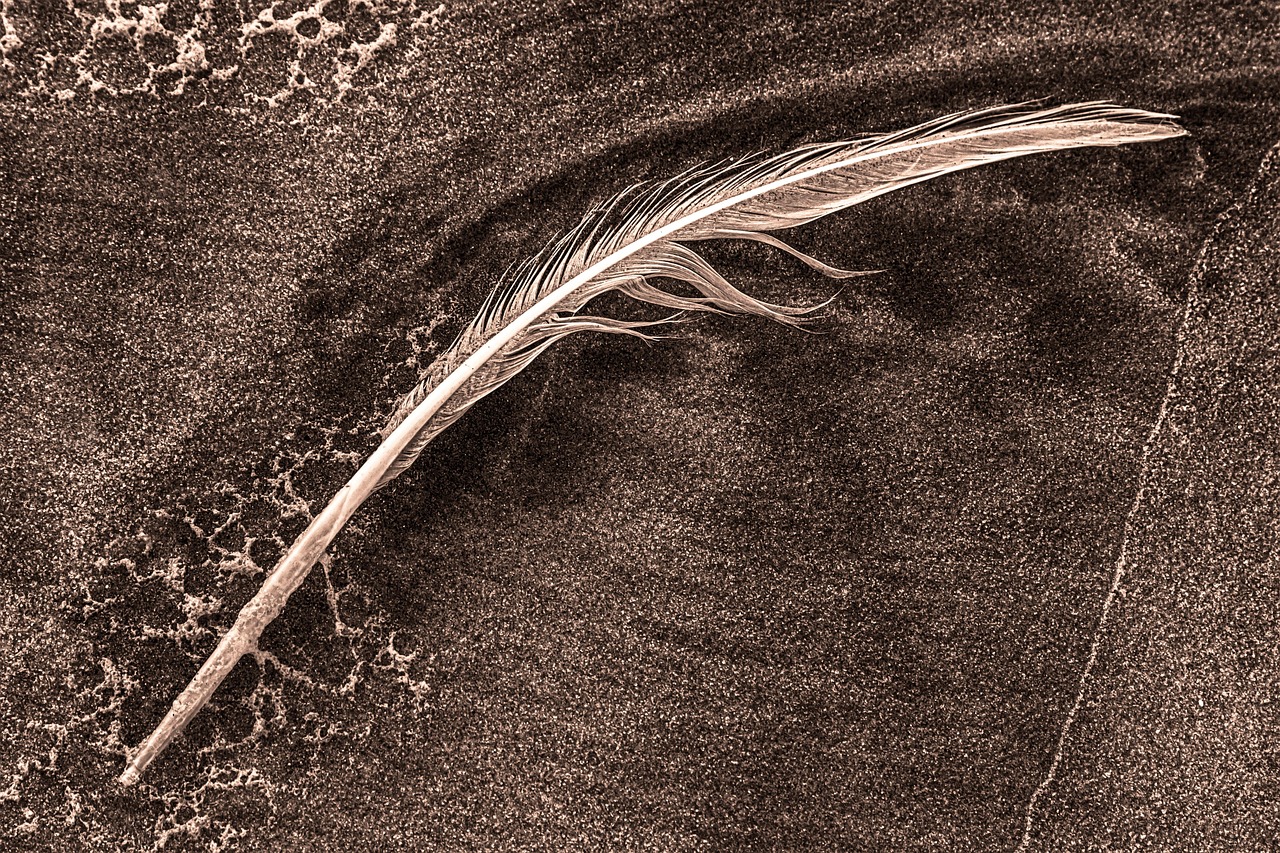 feather, white, nature, monochrome, beach, sand, landscape, bent, fragile, bird feather, wet, embedded, black