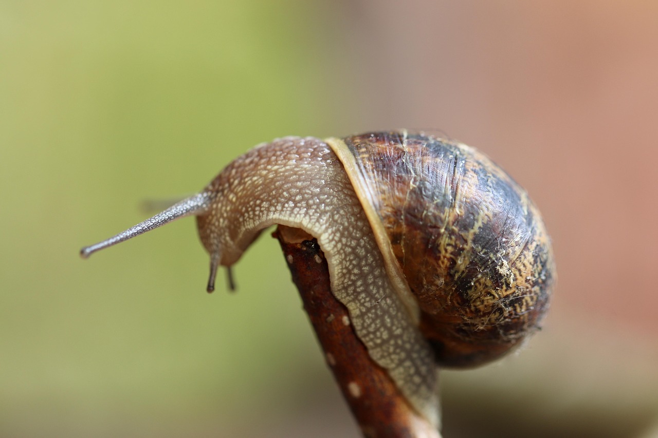 snail, mollusc, shell, sensor, creeping animal, slow, snail, snail, snail, snail, snail