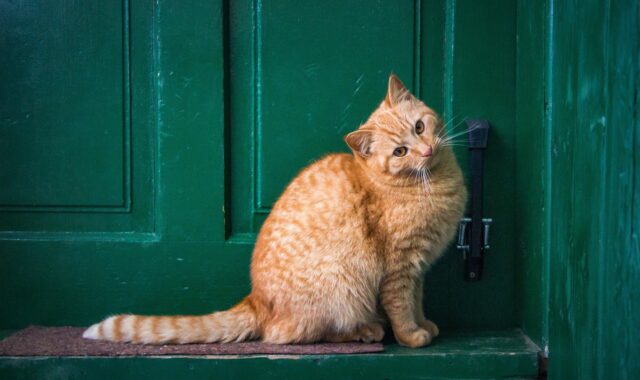 cat, front door, pet, feline, nature, animal