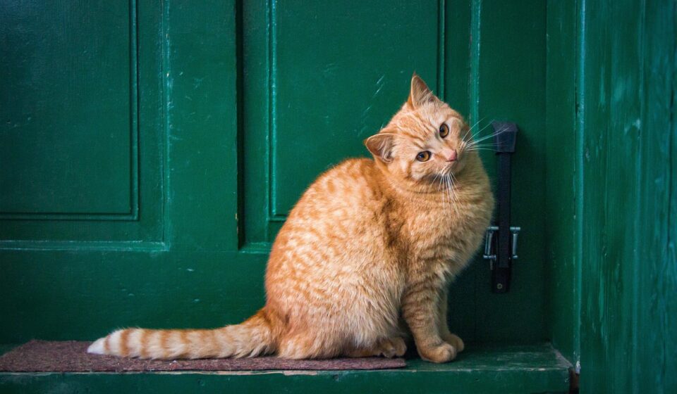 cat, front door, pet, feline, nature, animal
