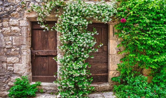 door, plants, vines, lock, pierre, entry, arched, facade, steps, nature, medieval, wall