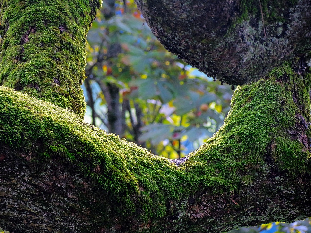 humidity, moss, nature, tree, environment, green