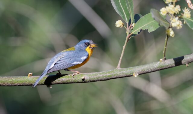 bird, branch, flower background, nature, laptop wallpaper, windows wallpaper, desktop backgrounds, free wallpaper, plumage, sun, ornithology, birdwatching, animal, full hd wallpaper, flowers, wallpaper 4k, green, outdoors, main color, free background, observation, cool backgrounds, beautiful flowers, mac wallpaper, colorful, flower wallpaper, details, background, beautiful wallpaper, 4k wallpaper, 4k wallpaper 1920x1080, light, hd wallpaper, wallpaper hd, natural environment, biodiversity