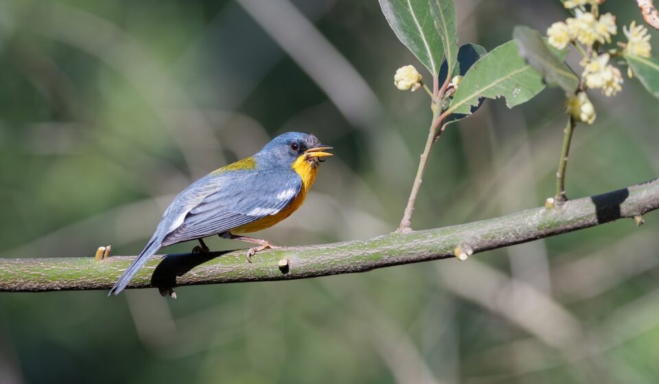 bird, branch, flower background, nature, laptop wallpaper, windows wallpaper, desktop backgrounds, free wallpaper, plumage, sun, ornithology, birdwatching, animal, full hd wallpaper, flowers, wallpaper 4k, green, outdoors, main color, free background, observation, cool backgrounds, beautiful flowers, mac wallpaper, colorful, flower wallpaper, details, background, beautiful wallpaper, 4k wallpaper, 4k wallpaper 1920x1080, light, hd wallpaper, wallpaper hd, natural environment, biodiversity