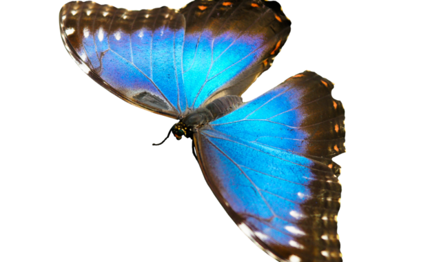 nature, animals, butterfly, insect, flying, wing, sensor, isolated, nature, nature, nature, nature, nature, animals, sensor, isolated, isolated, isolated