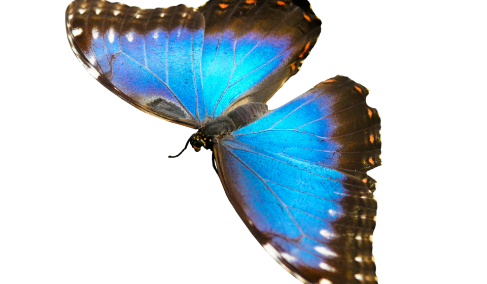 nature, animals, butterfly, insect, flying, wing, sensor, isolated, nature, nature, nature, nature, nature, animals, sensor, isolated, isolated, isolated