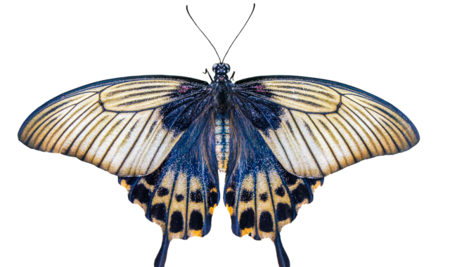 nature, animals, butterfly, insect, flying, wing, sensor, isolated, nature, nature, nature, isolated, isolated, isolated, isolated, isolated