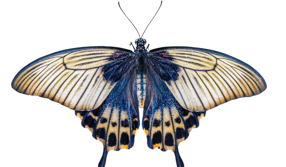 nature, animals, butterfly, insect, flying, wing, sensor, isolated, nature, nature, nature, isolated, isolated, isolated, isolated, isolated