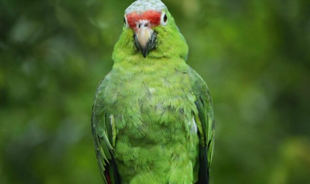 parrot, lora, nature, green, ecuador, guayaquil, fauna, animals, birds, tropical, jungle