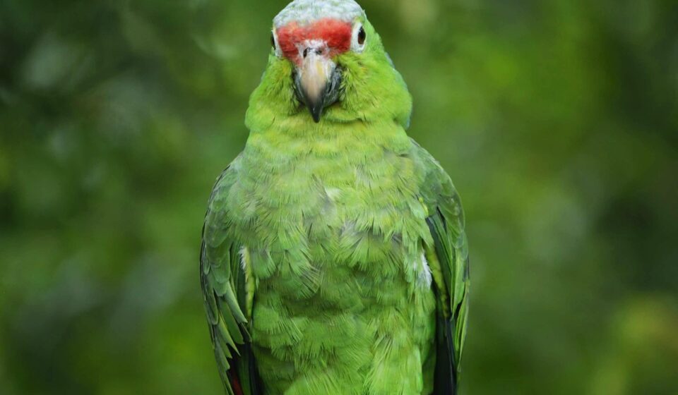 parrot, lora, nature, green, ecuador, guayaquil, fauna, animals, birds, tropical, jungle