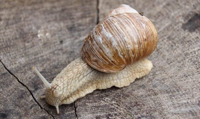 snail, to crawl, creature, sensor