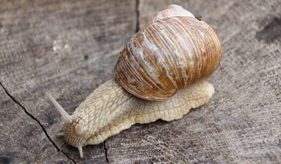 snail, to crawl, creature, sensor