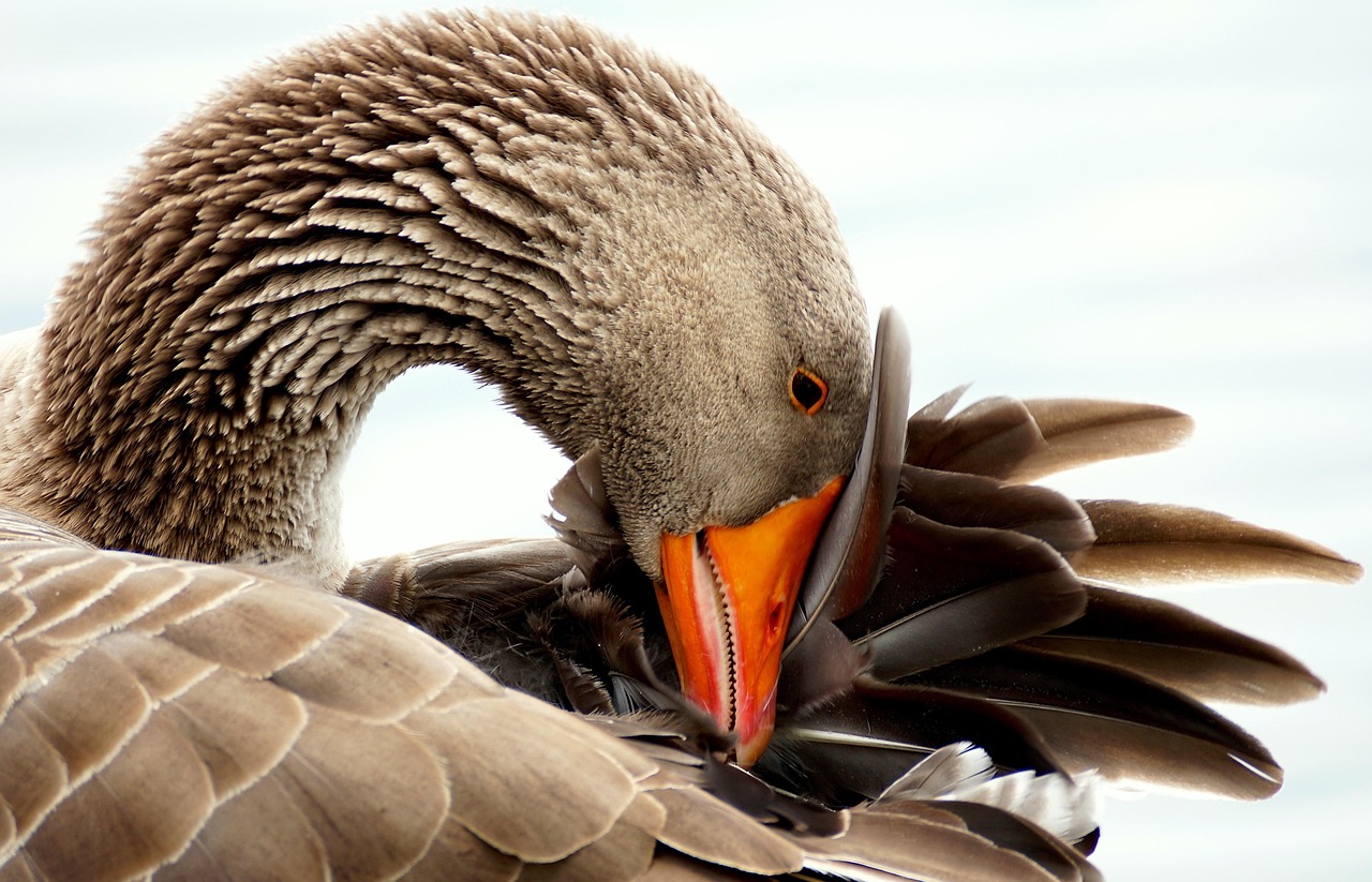 wild goose, bird, water bird, poultry, migratory birds, goose, nature, animal, wing, plumage, beak, flutter, clean, goose, goose, goose, goose, goose