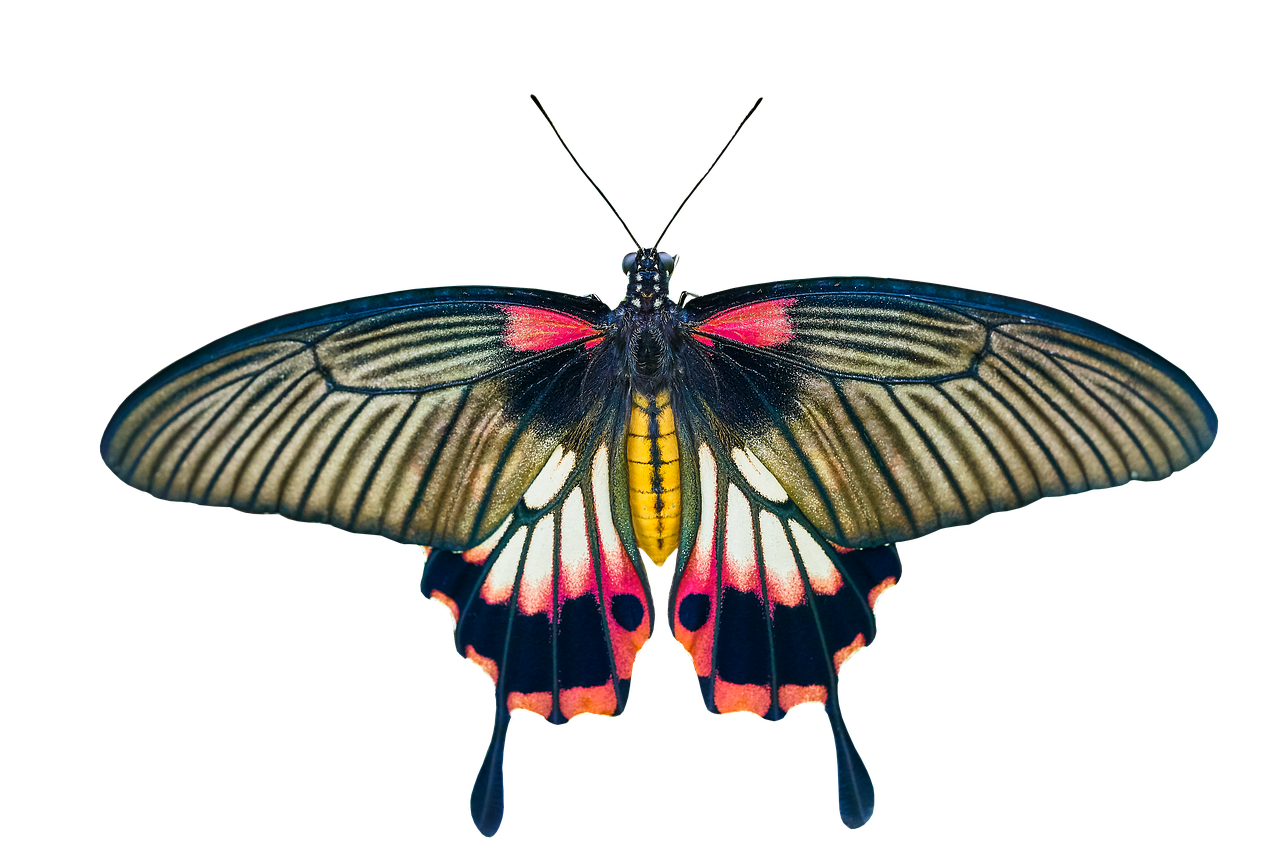 nature, animals, butterfly, insect, flying, wing, sensor, isolated