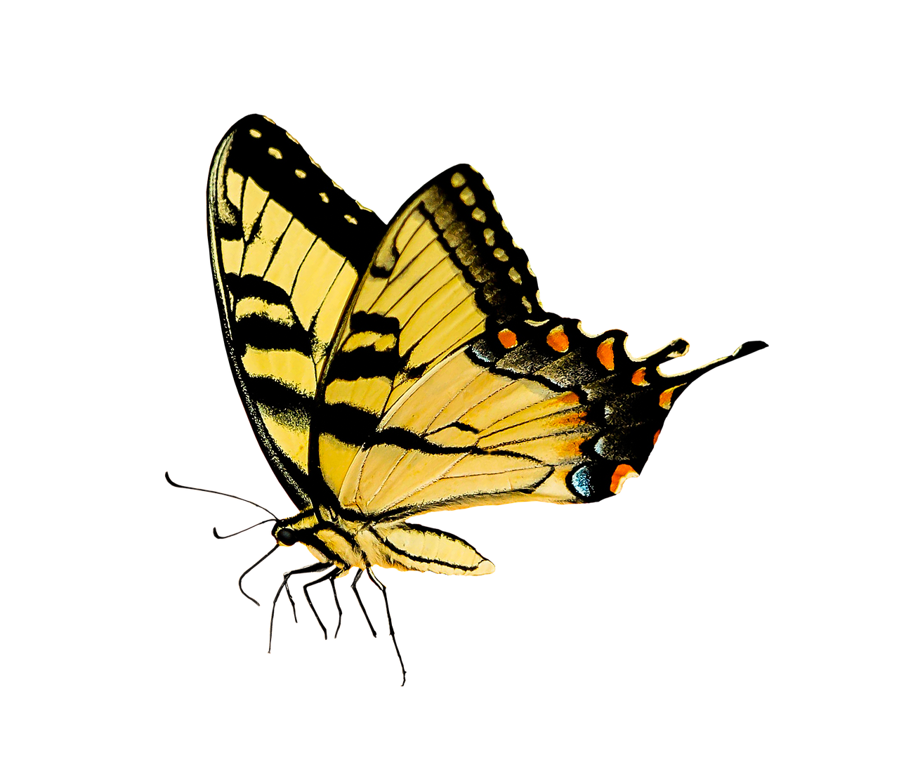 nature, animals, butterfly, insect, flying, wing, sensor, isolated, butterfly, butterfly, insect, insect, insect, insect, insect
