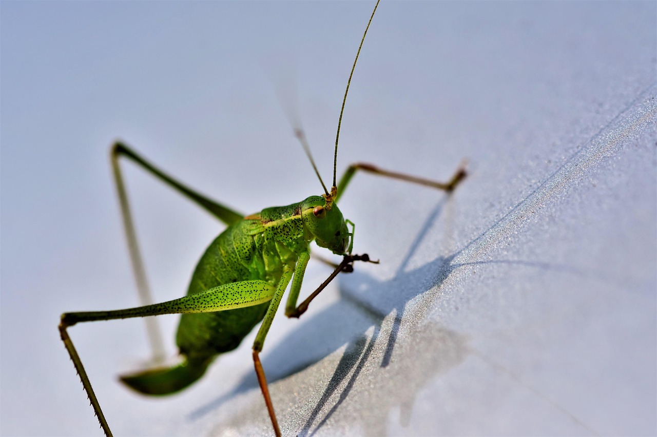 grasshopper, hay horse, nature, skip, insect, animal, sensor, green